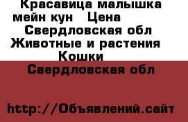 Красавица малышка мейн кун › Цена ­ 8 000 - Свердловская обл. Животные и растения » Кошки   . Свердловская обл.